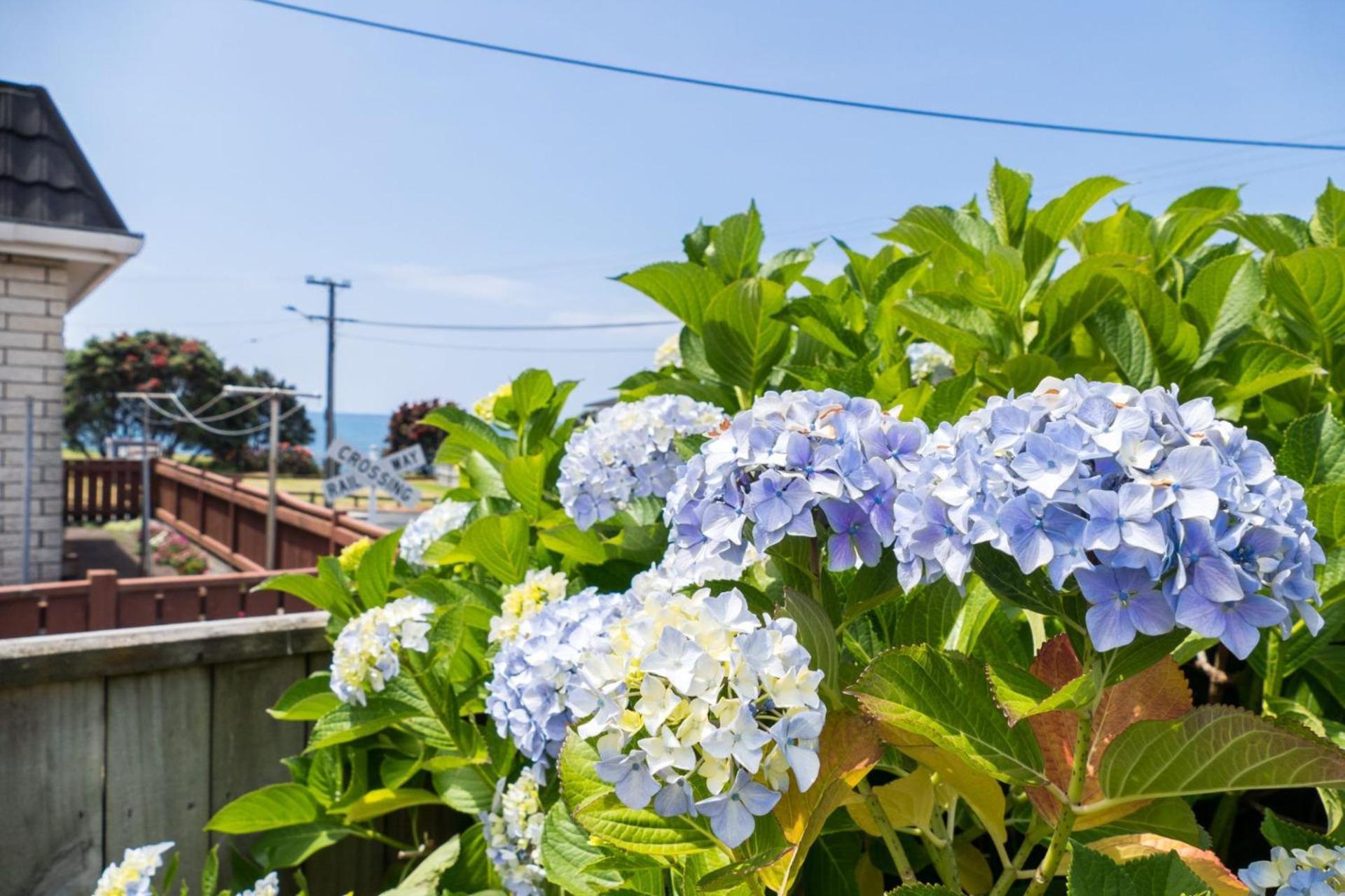 Villa Sea Breeze On Belt - By Coastal Walkway New Plymouth Exterior foto